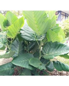 Elephant Ear