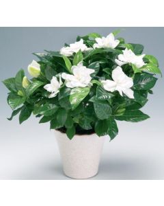 Gardenia