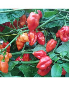 Habanero Santana Red
