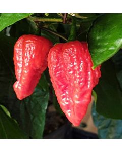 Habalokia Red