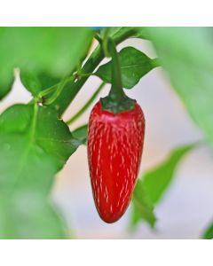 Jalapeno Chichimeca