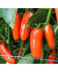 Jalapeno Leon