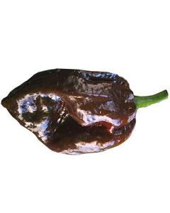 Naga Morich Chocolate (Big Bang Naga)
