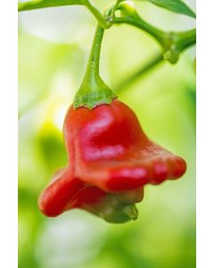 Nepalese Bell/Jamaican Bell