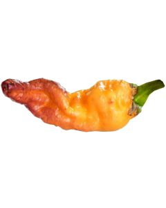Peach Gum Tiger