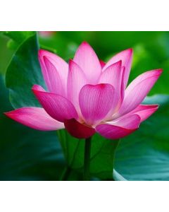 Rosa Lotus