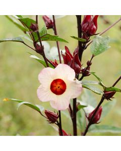 Rosellhibiskus