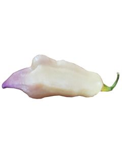 Smooth White