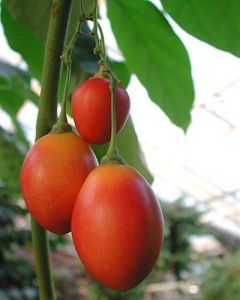 Tamarillo - Trädtomat