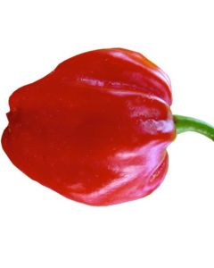 Habanero Tobago Seasoning