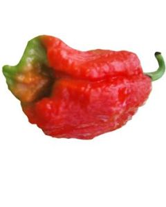 Trinidad 7 Pot Congo SR Giant