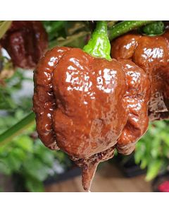 7 Pot Bubblegum Chocolate