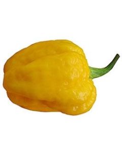 7 Pot Nebru