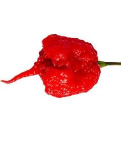 7 Pot PRIMO