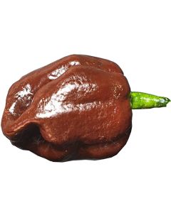 7 Pot PRIMO Chocolate