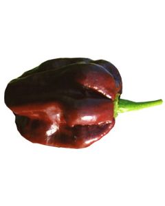 Trinidad 7 Pot Congo SR Giant Chocolate