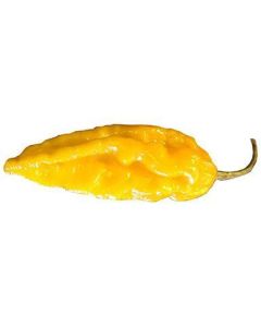 Bhut Jolokia Peach