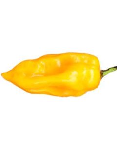 Bhut Jolokia Orange