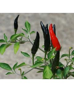 Black Cobra/Goats Weed