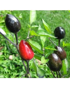 Black Olive