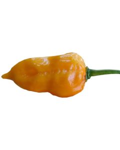 Naga Orange