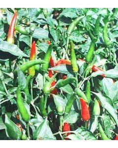 Thai Chili - Prik Dam Nun