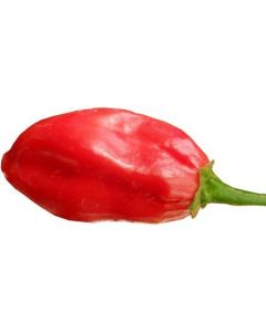 Ecuadorian Devil´s Breath