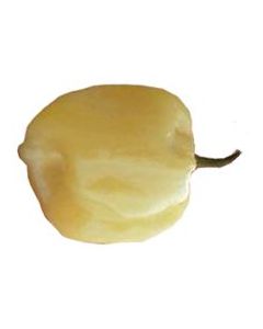 Habanero White Giant