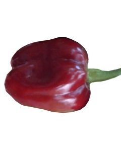 Purple Habanero