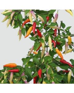 Aji Omnicolor