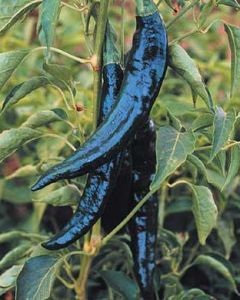 Pasilla Bajio