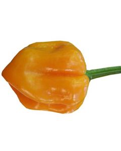 Roatan Pumpkin Habanero