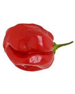 Scotch Bonnet Safi