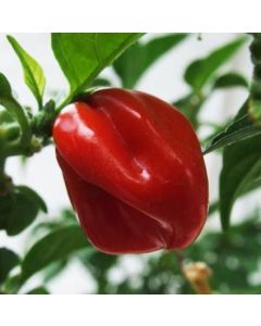 Habanero Vietnam