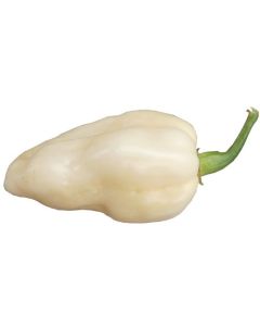 Bhut Jolokia White