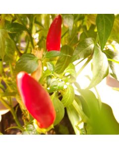 Aji Camba