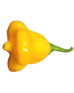 Aji Fantasy Orange
