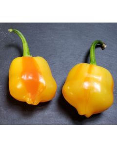 Aji Fantasy Stripey