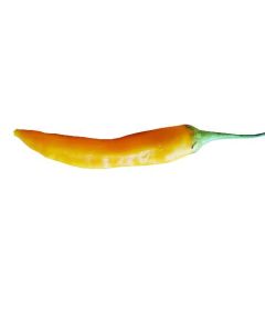 Aji Golden