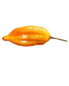 Aji Mango