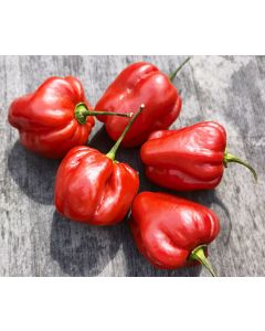 Aji Umba Red