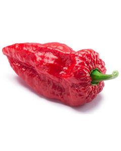 Bhut Jolokia Improved Strain II