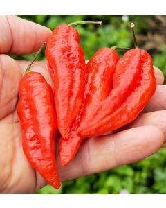 Bhut Jolokia