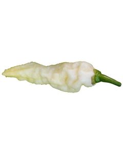 Bhut Jolokia White JW