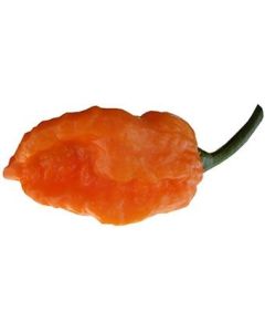 Bhut Orange Copenhagen