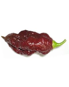 Bhut Jolokia Chocolate