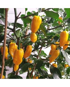 Bhutlah Yellow