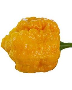 7 Pot Brain Strain Yellow