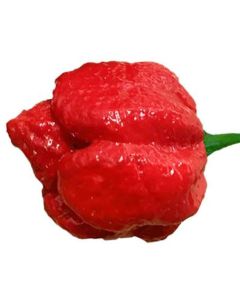 Brazilian RED Ghost Pepper