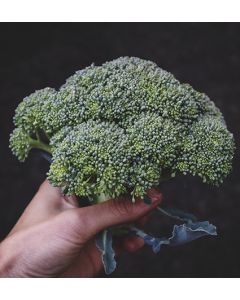 Broccoli - Calabrese Green Sprouting